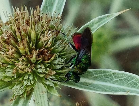 Chrysididae sp.  - Vincent Lutton
