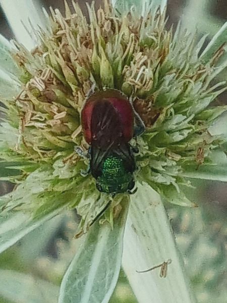 Chrysididae sp.  - Vincent Lutton