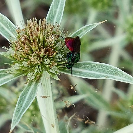 Chrysididae sp.  - Vincent Lutton