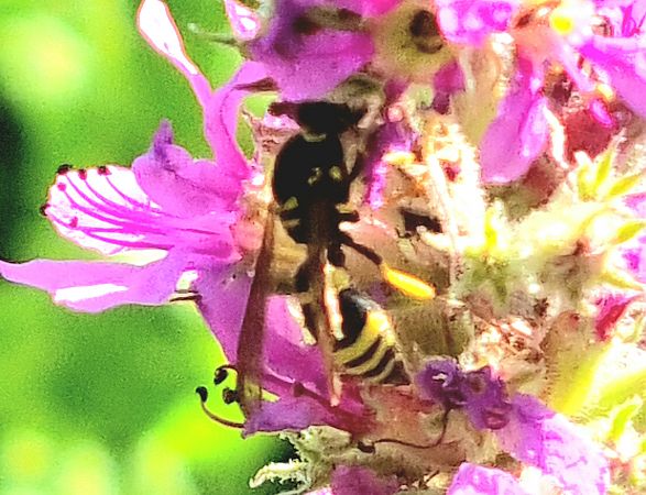 Ancistrocerus nigricornis  - Vincent Lutton