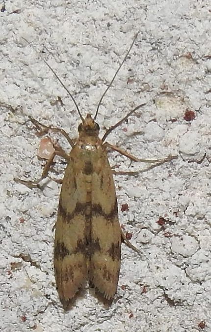 Homoeosoma sinuella  - Vincent Ternois