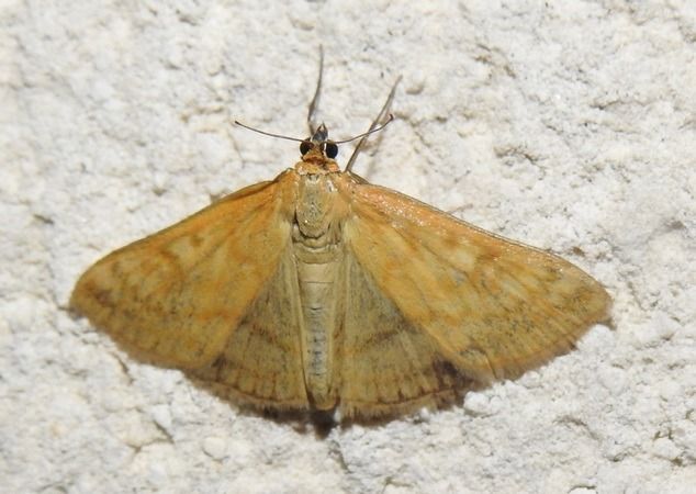 Sitochroa verticalis  - Vincent Ternois