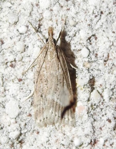 Eudonia pallida  - Vincent Ternois