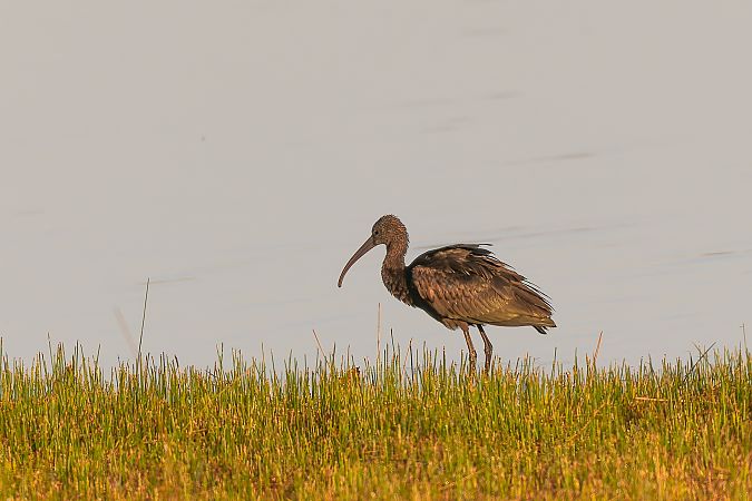 Ibis falcinelle  - Dubos Jacques