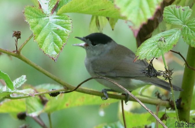 Fauvette à tête noire  - Claude Garnier