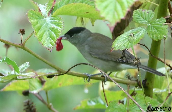 Fauvette à tête noire  - Claude Garnier
