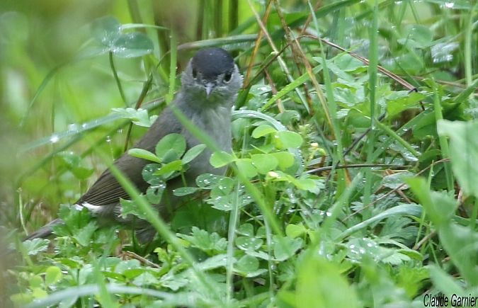 Fauvette à tête noire  - Claude Garnier