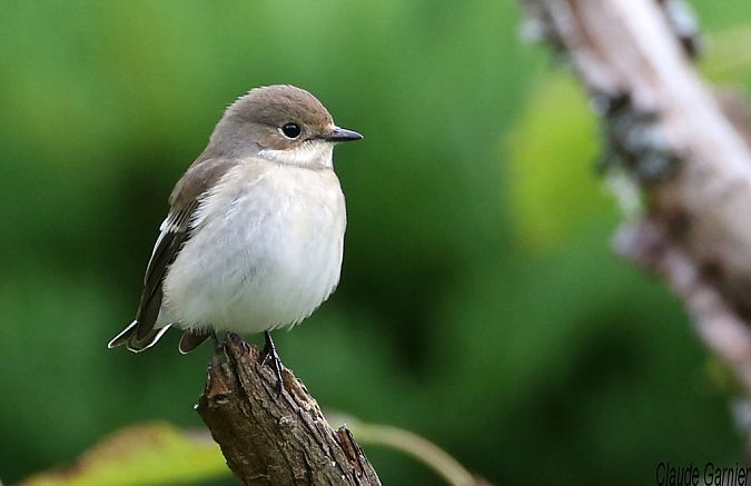 Gobemouche noir  - Claude Garnier