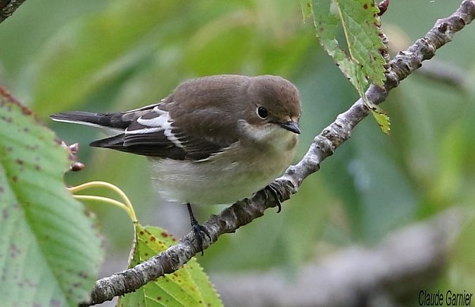 Gobemouche noir  - Claude Garnier