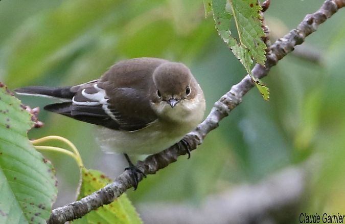 Gobemouche noir  - Claude Garnier