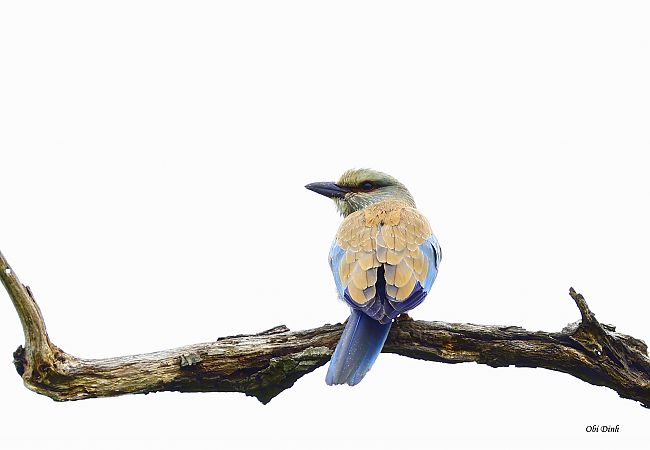 Carraca Europea  - Dinh Obi