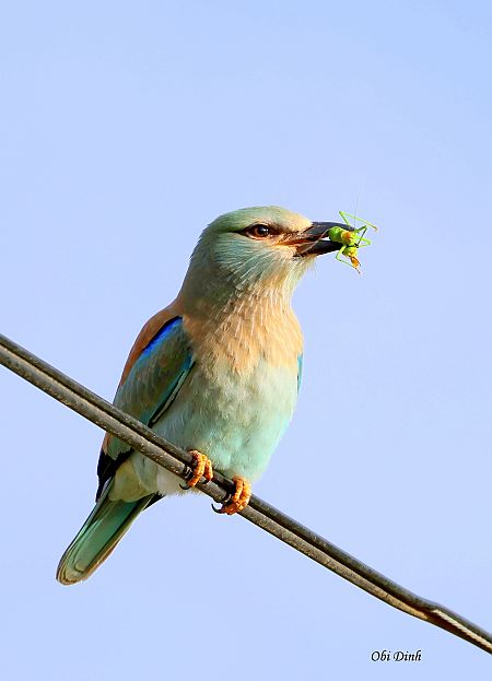 Carraca Europea  - Dinh Obi