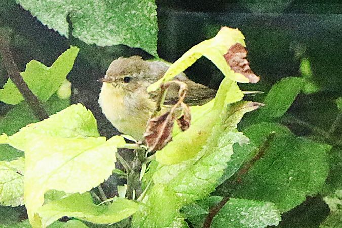 Pouillot véloce  - Carlos Malem