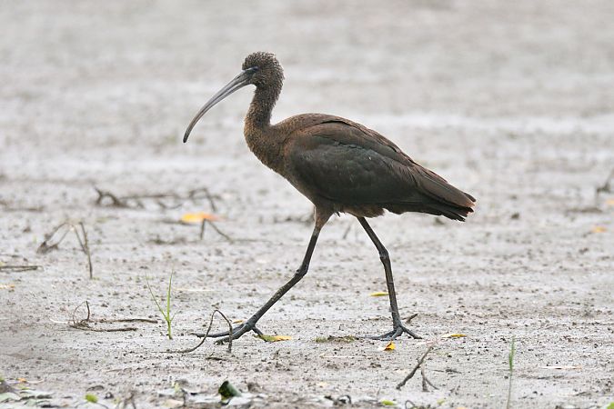 Ibis falcinelle  - Dominique Lorentz