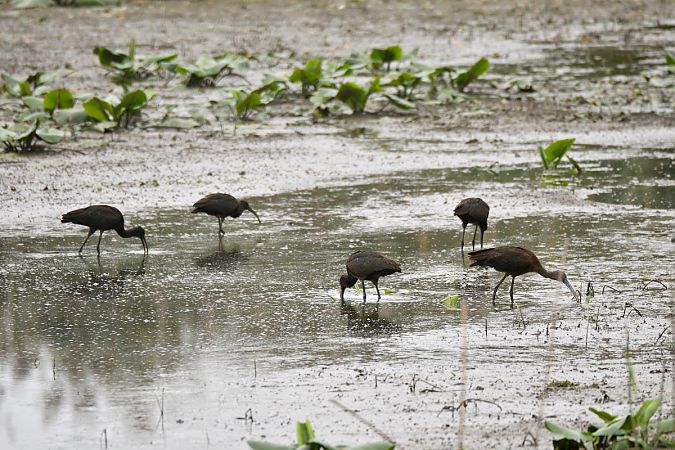 Ibis falcinelle  - Dominique Lorentz