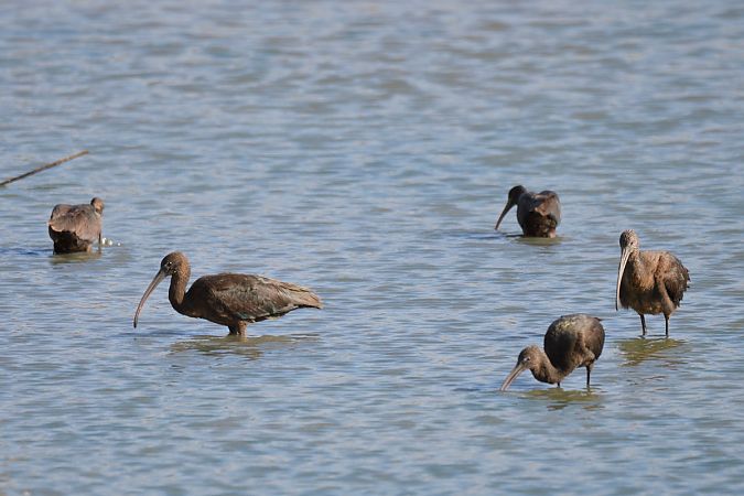 Ibis falcinelle  - Dominique Lorentz