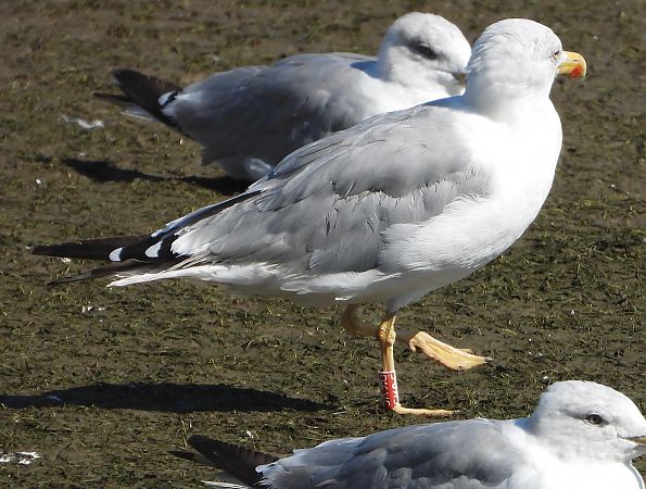 Larus michahellis *lusitanius*  - Bertrand Lamothe