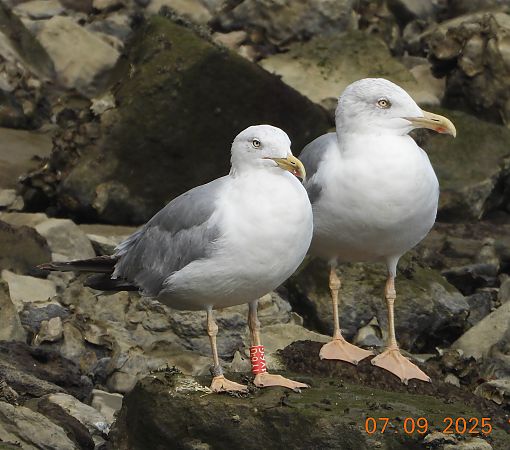 Cantabric Yellow-legged Gull ('lusitanius')  - Bertrand Lamothe