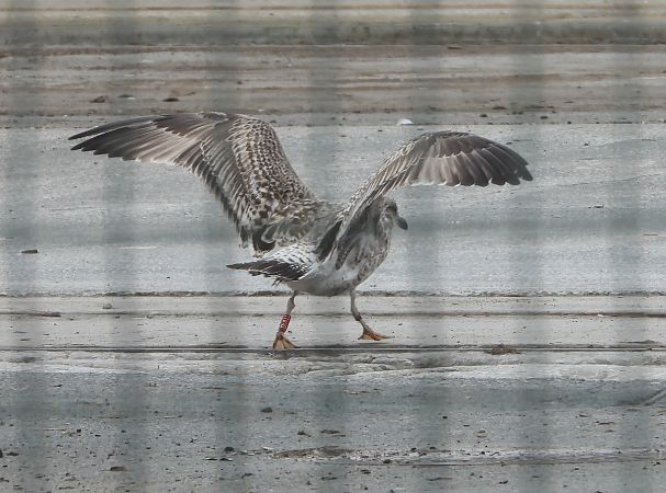 Larus michahellis *lusitanius*  - Bertrand Lamothe