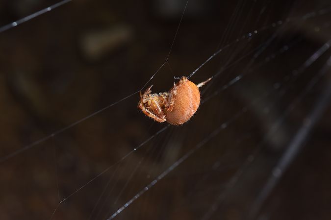 Araneus pallidus 