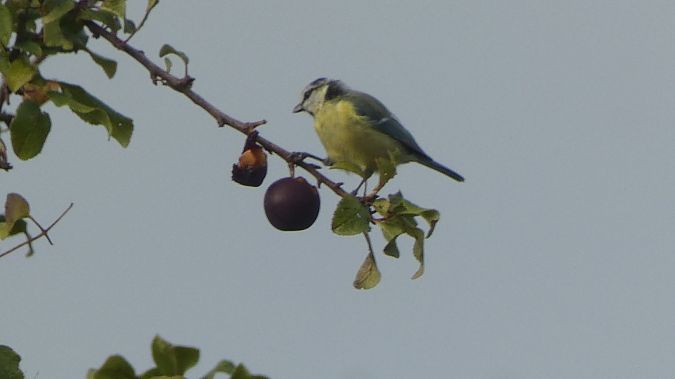 Mésange bleue  - Claude Souchard