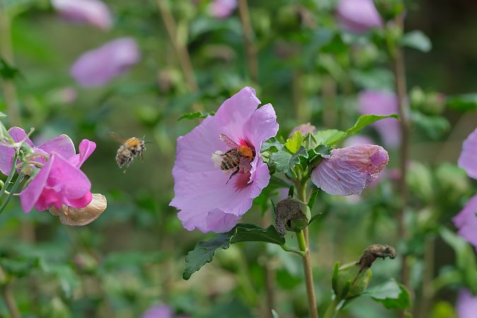 Bombus gr. pascuorum  spp.  - Evelyne Charlier