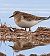 Bécasseau de Temminck  - Le Teich Réserve Ornithologique-Pnrlg