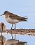 Bécasseau de Temminck  - Le Teich Réserve Ornithologique-Pnrlg