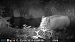 Wildschwein  - Alain Noel