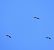 Cigogne noire (Ciconia nigra) © Pierre-Olivier Bousquet