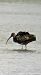 Ibis falcinelle  - Laurence Gautherin