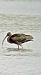 Ibis falcinelle  - Laurence Gautherin