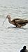 Ibis falcinelle  - Laurence Gautherin