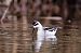 Phalarope à bec étroit  - Jean Luc Michel