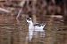 Phalarope à bec étroit  - Jean Luc Michel