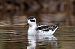 Phalarope à bec étroit  - Jean Luc Michel