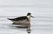 Phalarope à bec étroit  - Jean Luc Michel