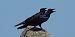 Corneille noire (Corvus corone) © Philippe Richard