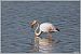 Greater Flamingo  - Serge Pontacq