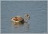 Greater Flamingo  - Serge Pontacq