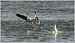 Greater Flamingo  - Serge Pontacq