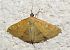 Sitochroa verticalis © Vincent Ternois