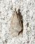 Eudonia pallida © Vincent Ternois