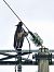 Cigogne noire (Ciconia nigra) © Benjamin Lescourret