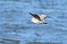 Goéland brun (Larus fuscus) © Jean-Michel Bigaud