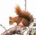 Ecureuil roux (Sciurus vulgaris) © Thierry Rousselot