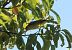 Pouillot véloce (Phylloscopus collybita) © Guy Lemaire