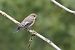 Gobemouche noir (Ficedula hypoleuca) © Thérèse et Caroline Boussemart