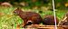 Ecureuil roux (Sciurus vulgaris) © Bruno Foulard