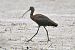 Ibis falcinelle  - Dominique Lorentz